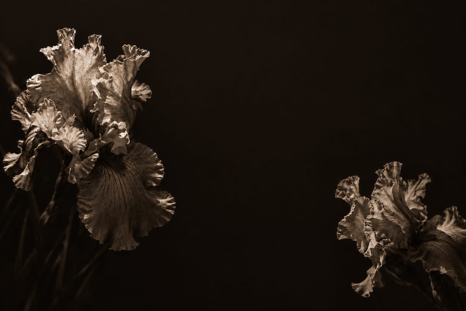 Iris blooms in low sepia light against a near-black ground