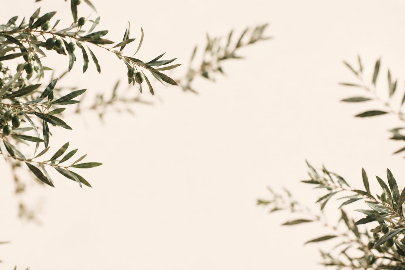 Olive branches heavy with fruit against a warm cream wall