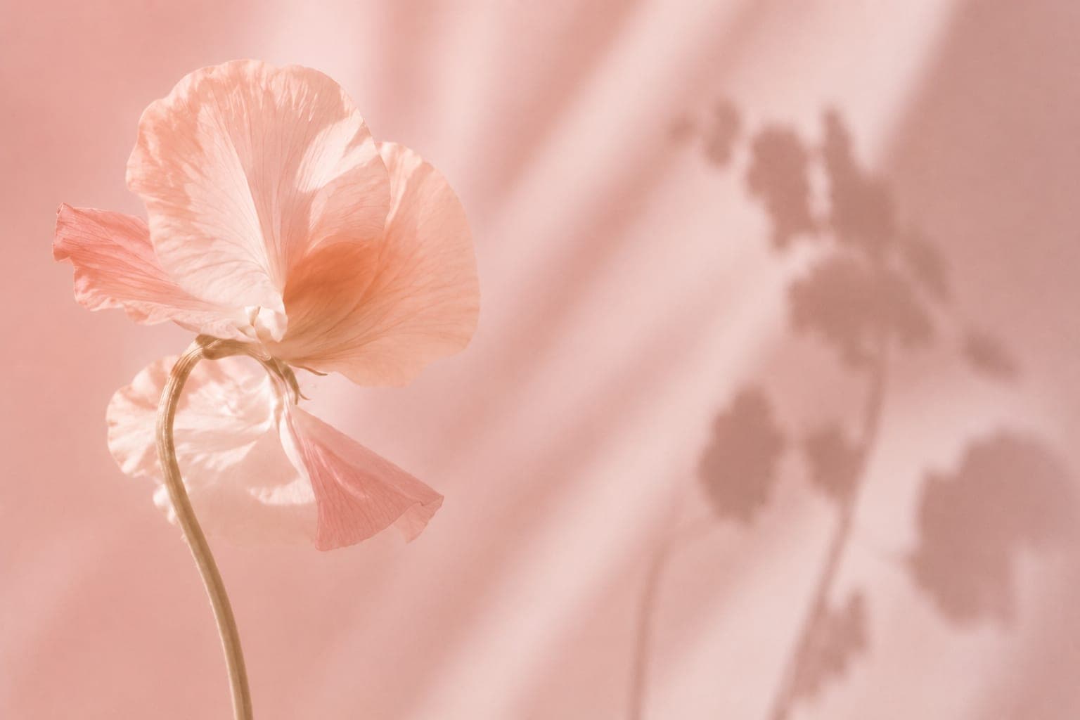 A blush poppy against rose fabric and soft flower shadows